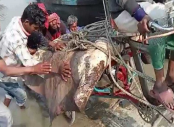 জালে ধরা পড়লো ১০ মণ ওজনের শাপলাপাতা মাছ